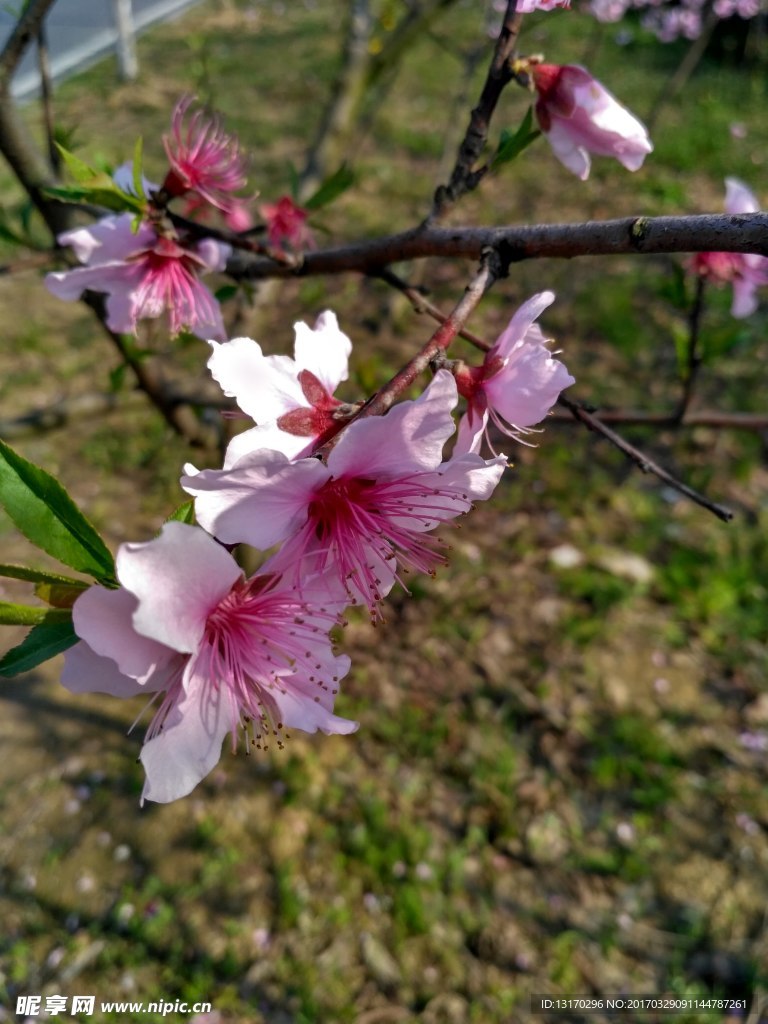 桃花