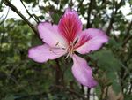 紫荆花