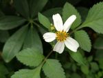白花鬼针草