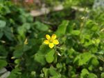 小黄花
