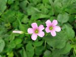 三叶草花