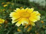 大黄花