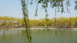 春天 柳树 湖水