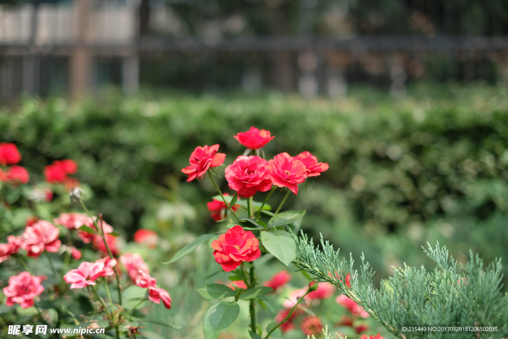 月季花