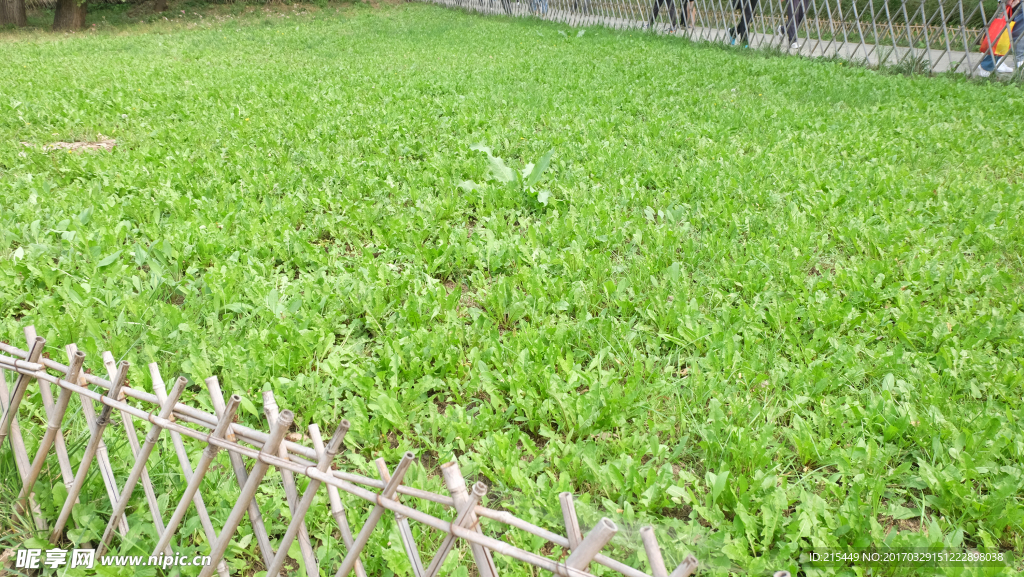草地菜地