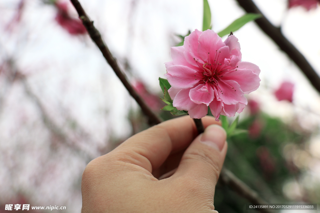 春季桃花