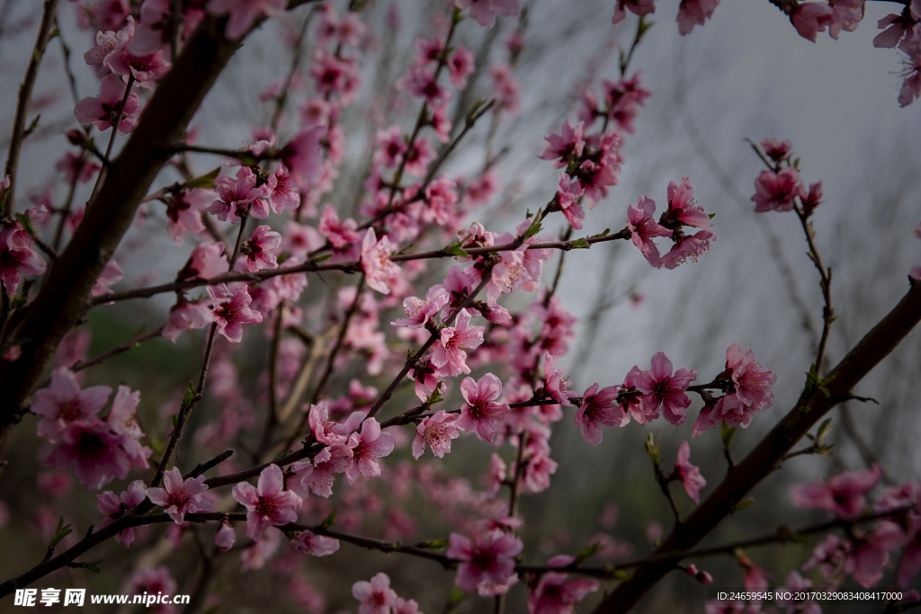 桃花 桃树