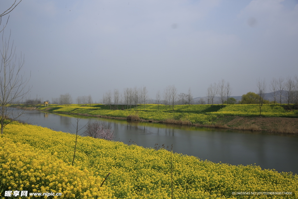 油菜花