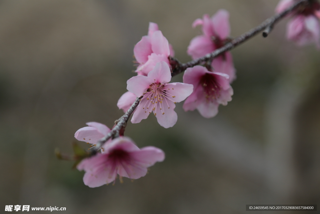 桃花