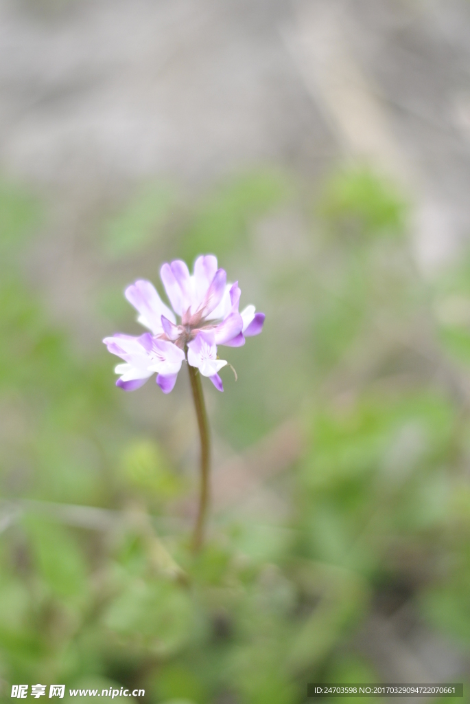 野花