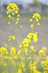 油菜花