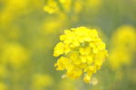 油菜花