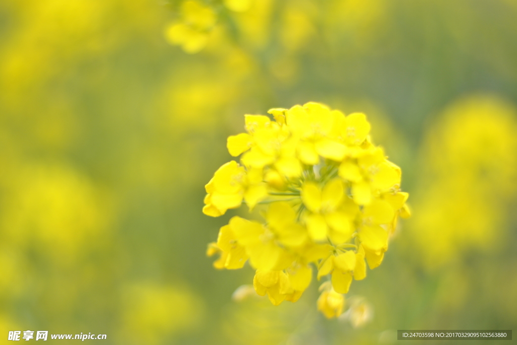 油菜花