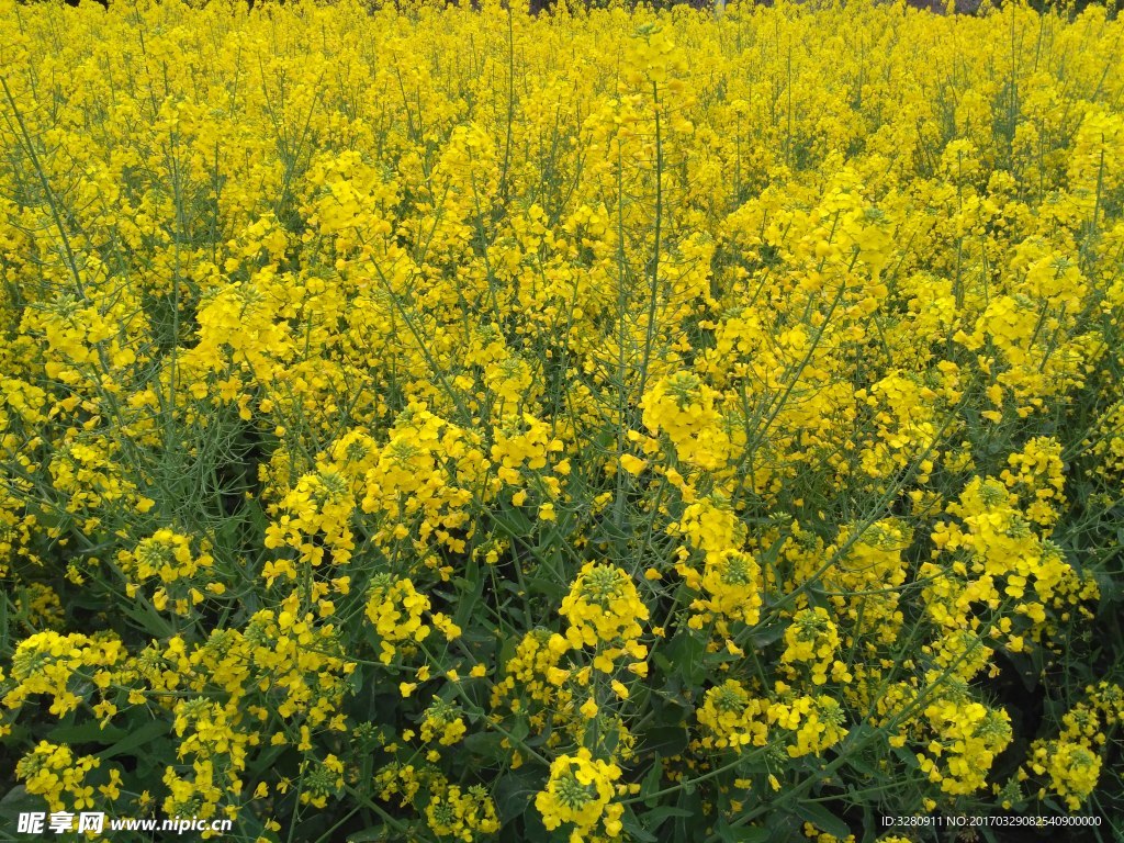 油菜花