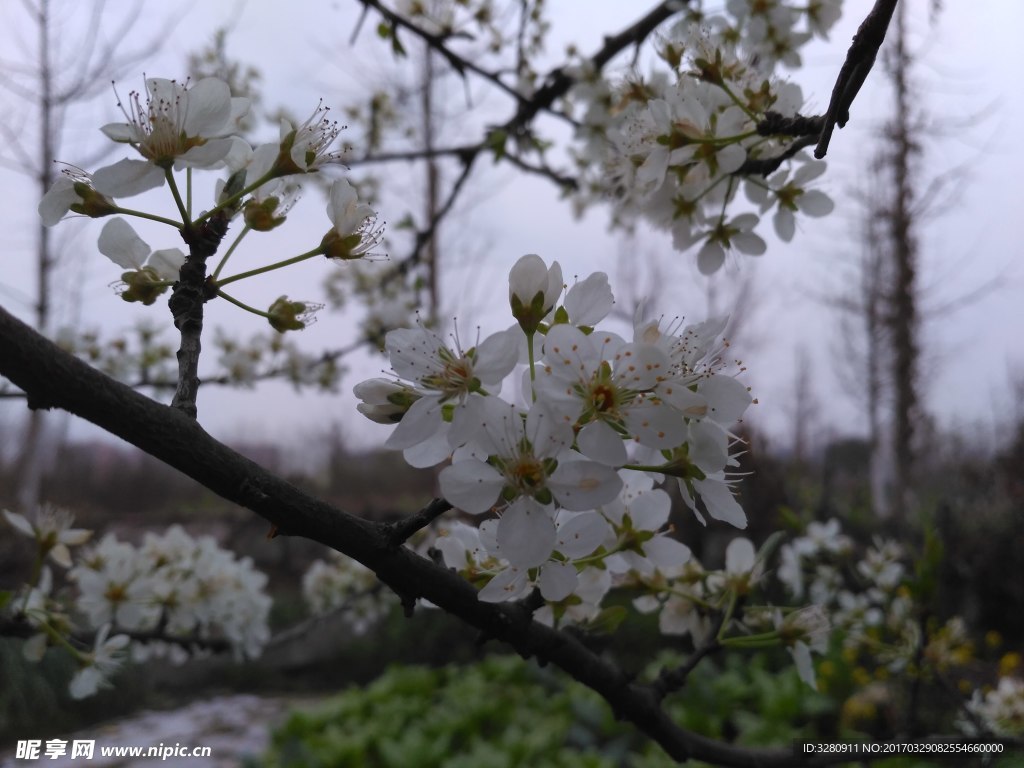 李子花