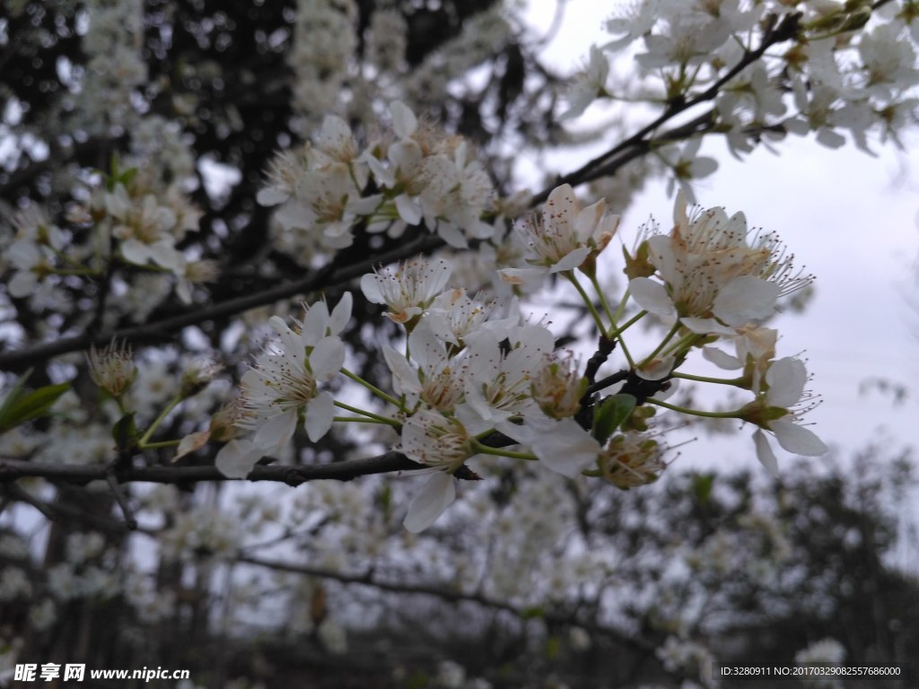 李子花