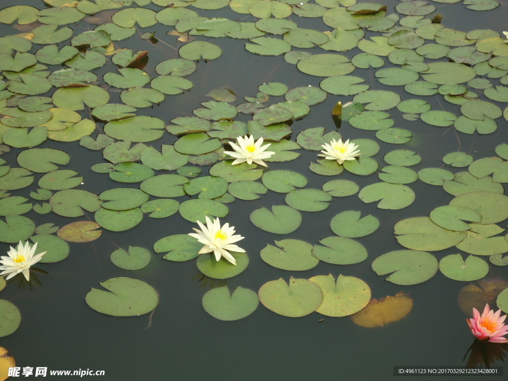 莲藕池荷花池 水池