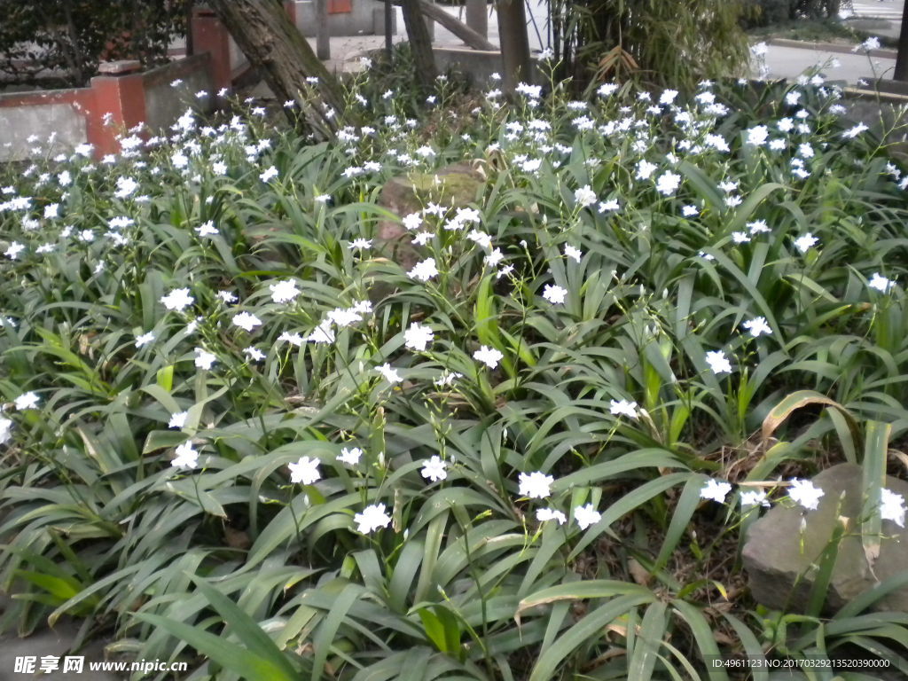 花草  绿草