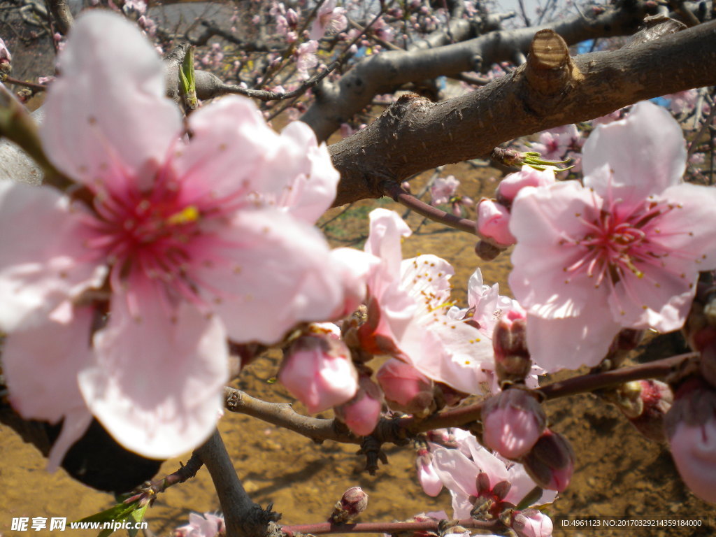 桃花