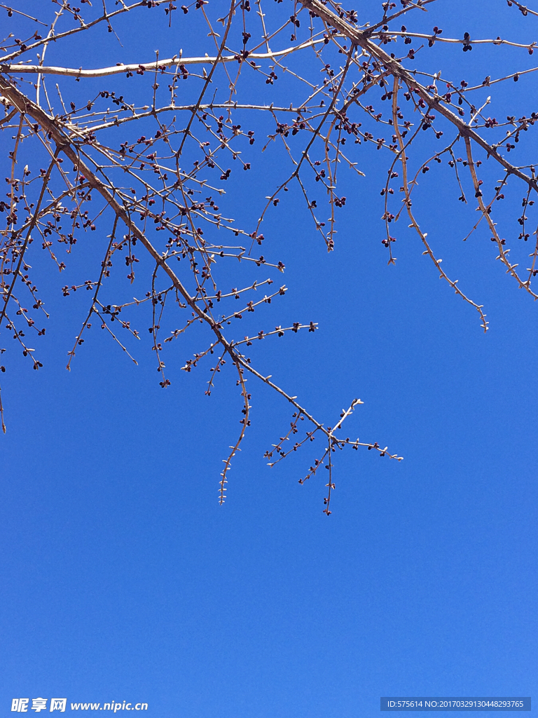 树枝