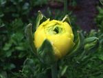 黄菊