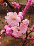 三月桃花