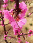 三月粉色桃花