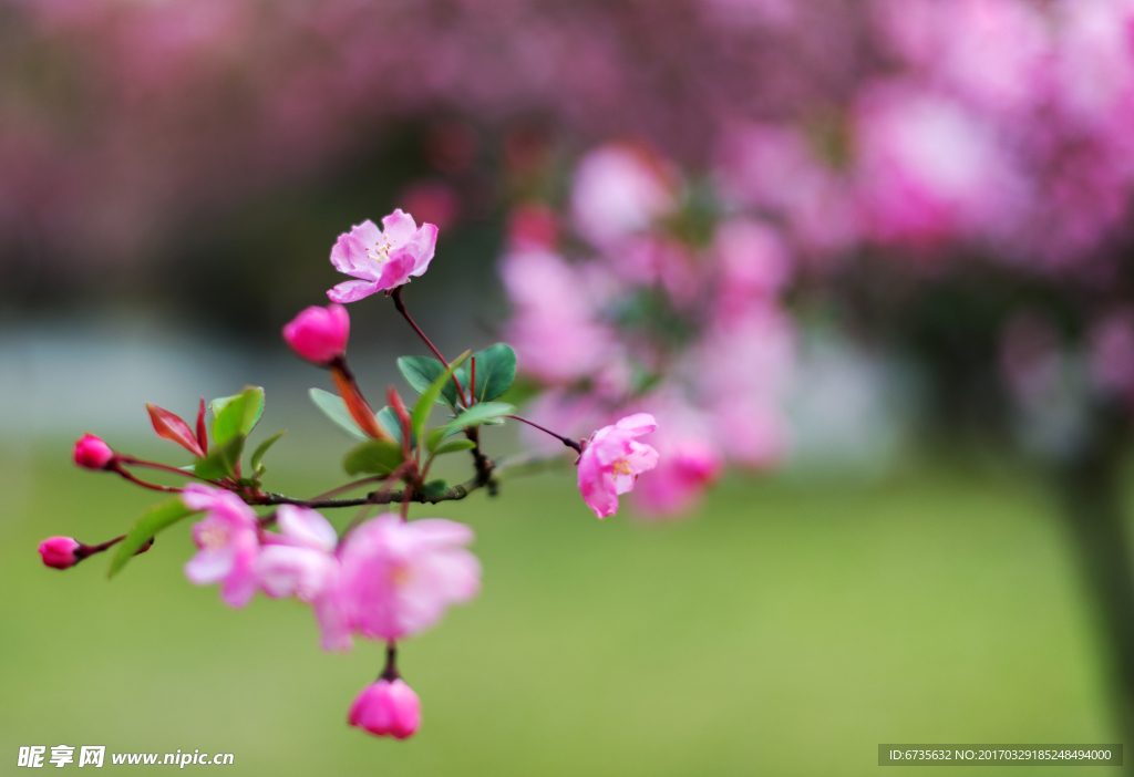 海棠花