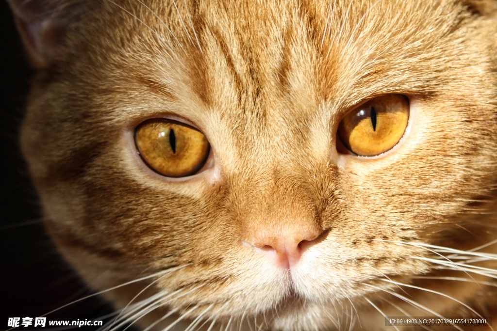 小猫