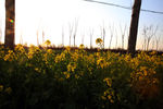油菜花