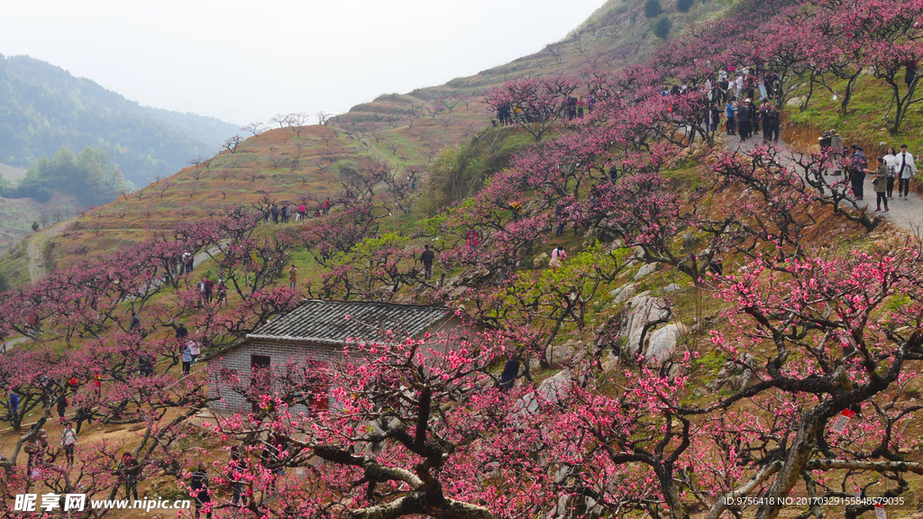 翁源桃花