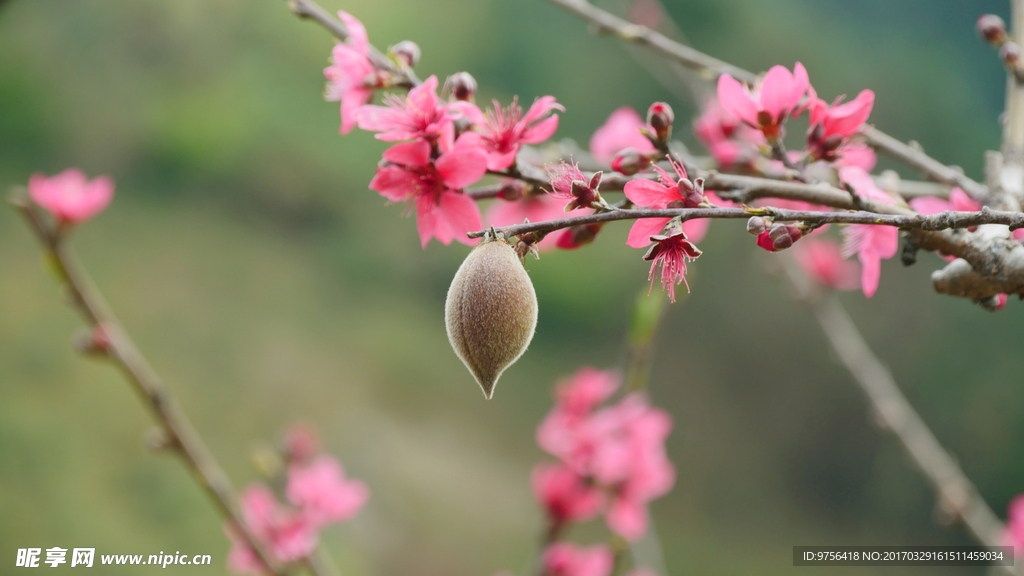 翁源桃花