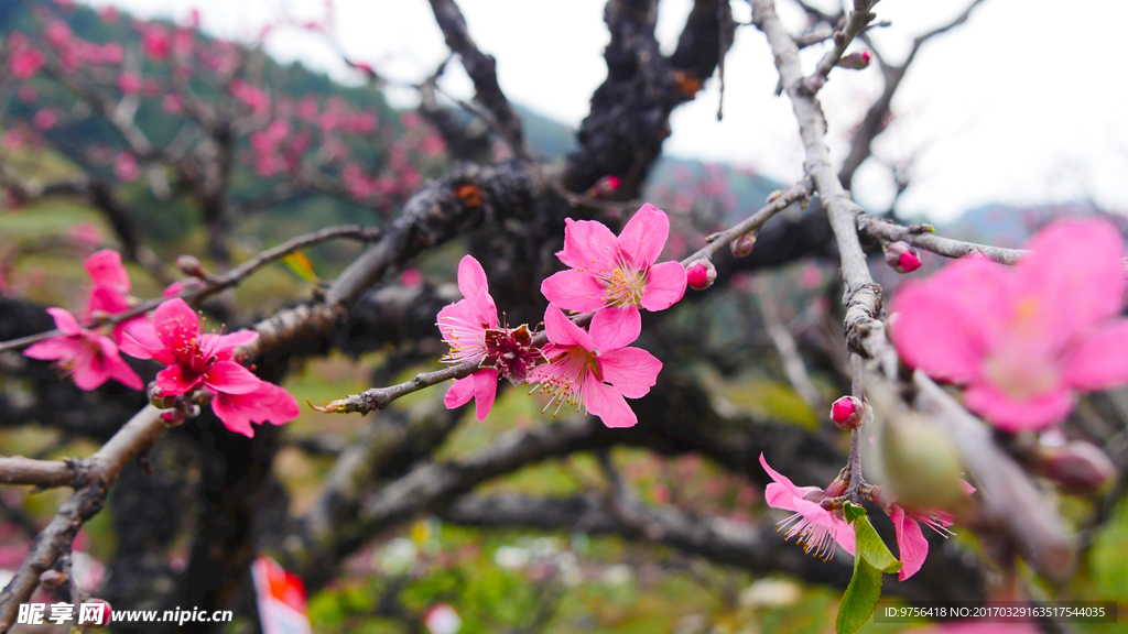 翁源桃花