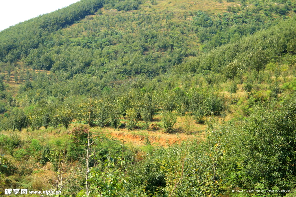 荒山