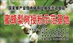 蜜蜂梨树授粉示范基地