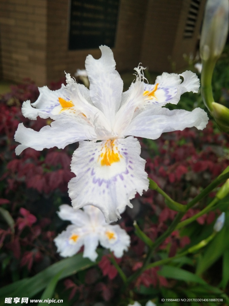 黄白花