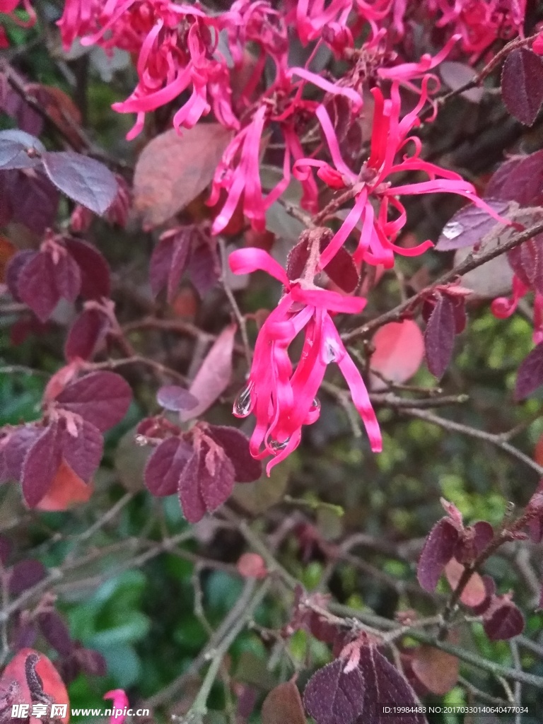 摄影花丛