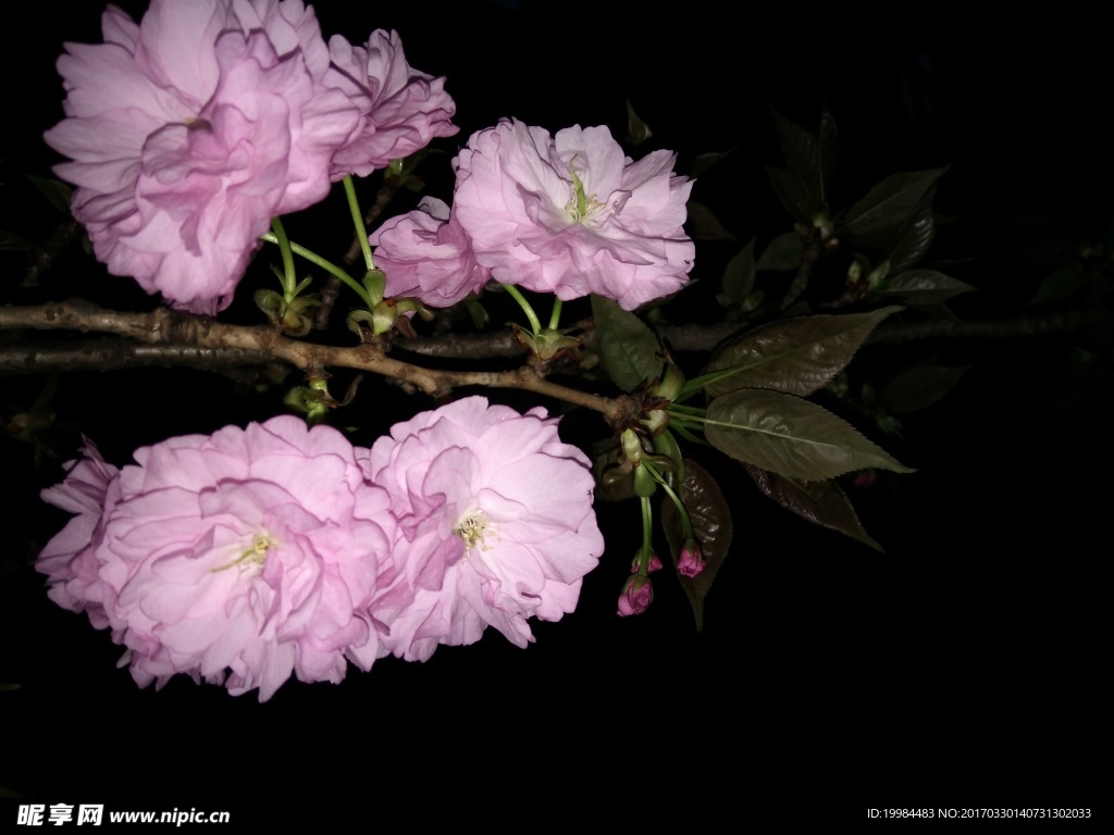 花草绿
