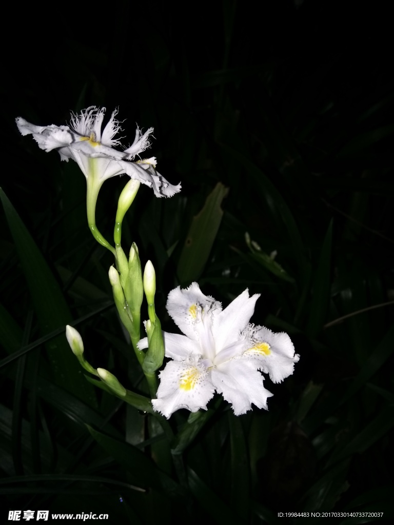 花苞花开