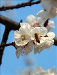 花 花朵 采蜜