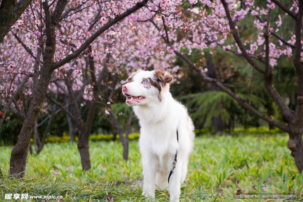 宠物壁纸 狗狗桌面 宠物摄影系