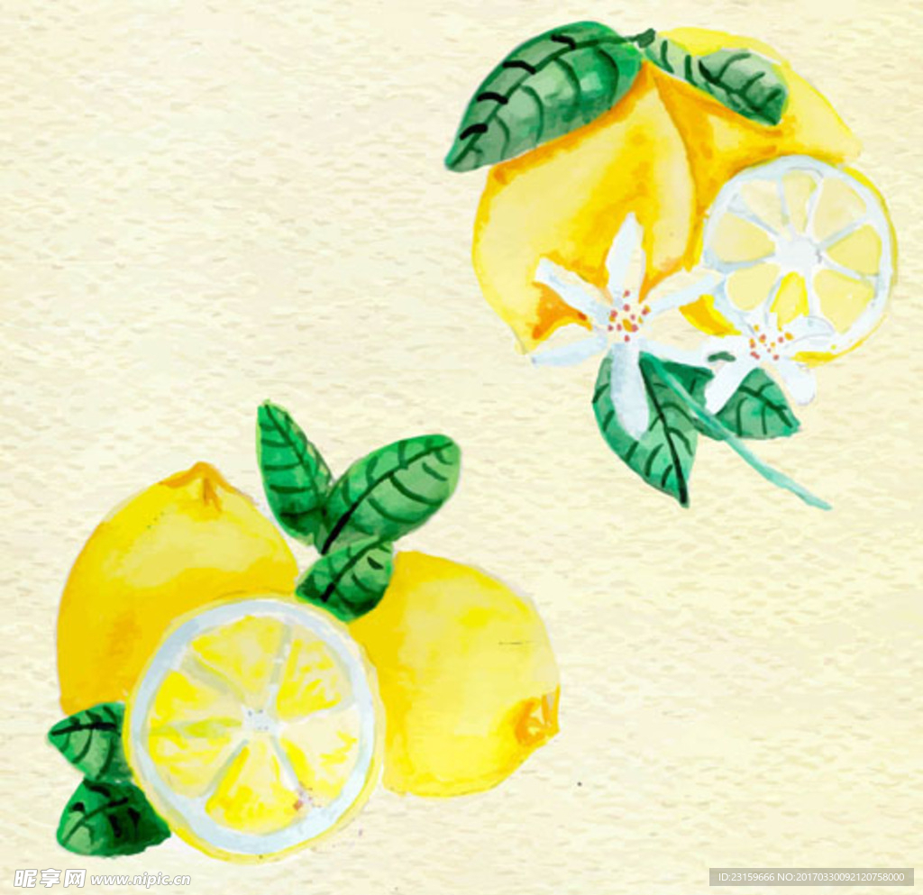 手绘水彩柠檬插图