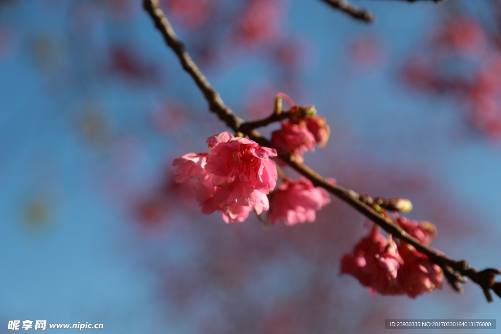 樱花