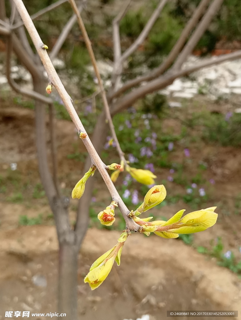 嫩芽