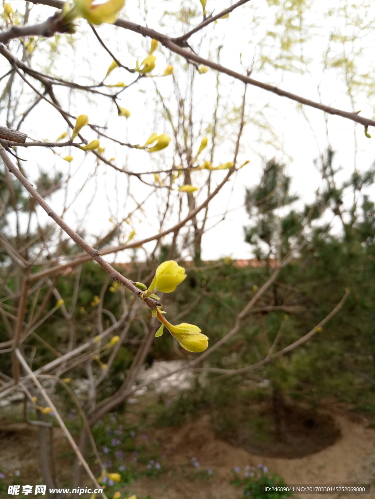 嫩芽