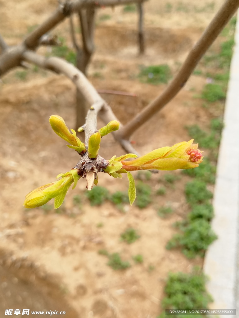 嫩芽