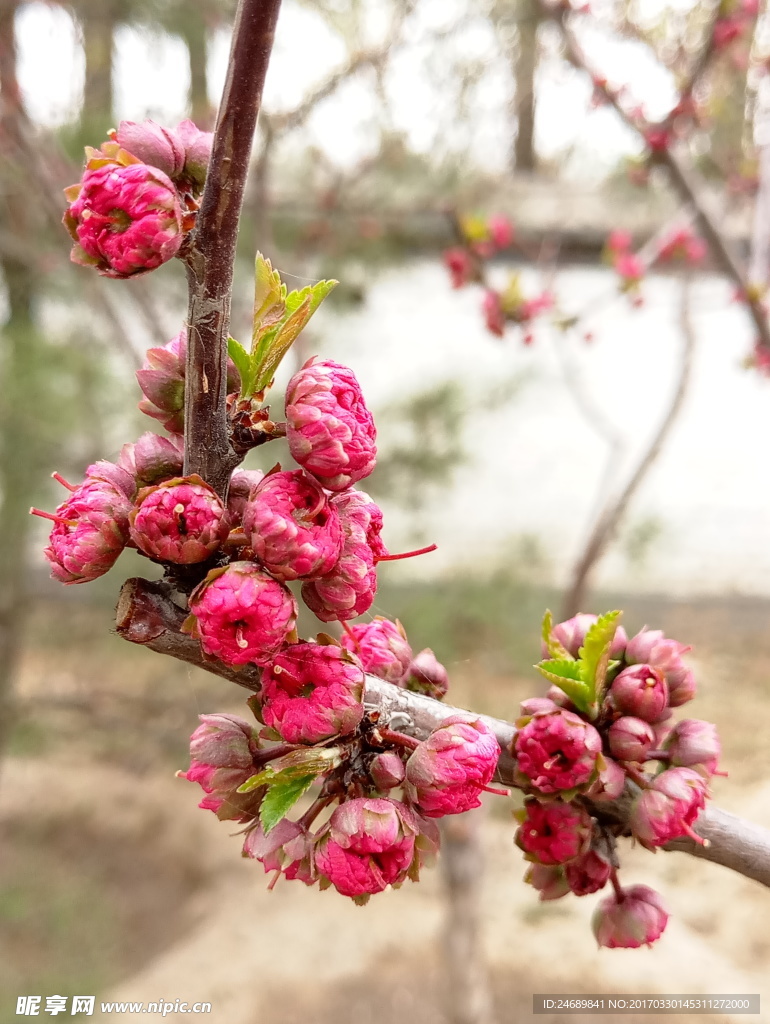 桃花