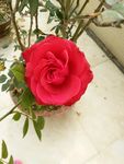 红色玫瑰花
