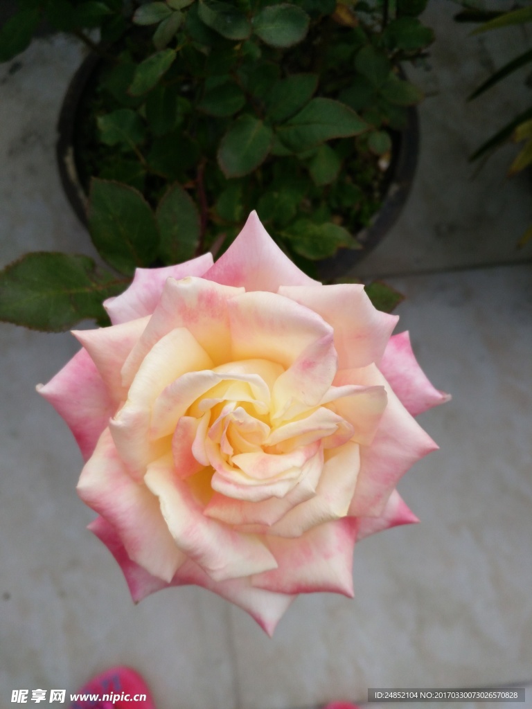 粉色玫瑰花