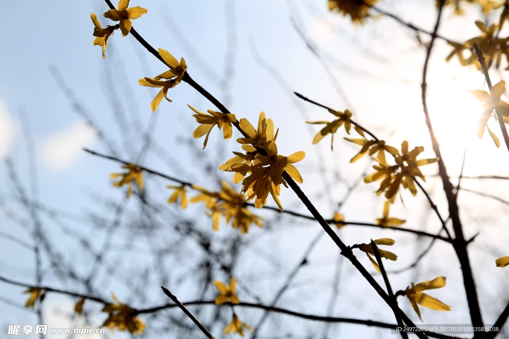 黄花